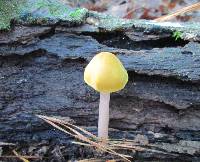 Pluteus flavofuligineus image