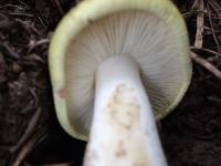 Tricholoma saponaceum image