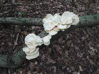 Pleurotus pulmonarius image