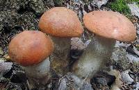 Leccinum aurantiacum image