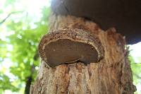 Phellinus robiniae image