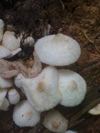 Leucocoprinus cepistipes image