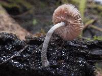 Pluteus thomsonii image