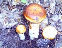 Russula laurocerasi image