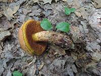 Boletus luridus image