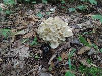 Polyporus umbellatus image