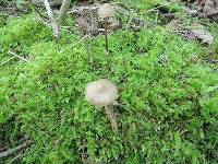 Entoloma conicum image