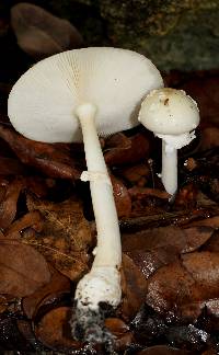 Amanita multisquamosa image