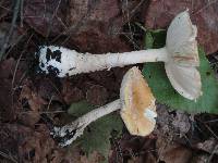 Amanita chrysoblema image