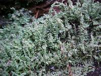 Cladonia squamosa image