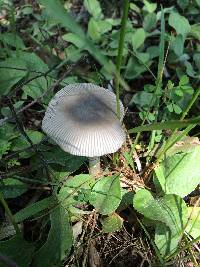 Amanita sect. Vaginatae image
