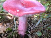 Russula pseudointegra image