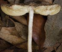 Macrolepiota clelandii image