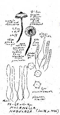 Mycena nodulosa image