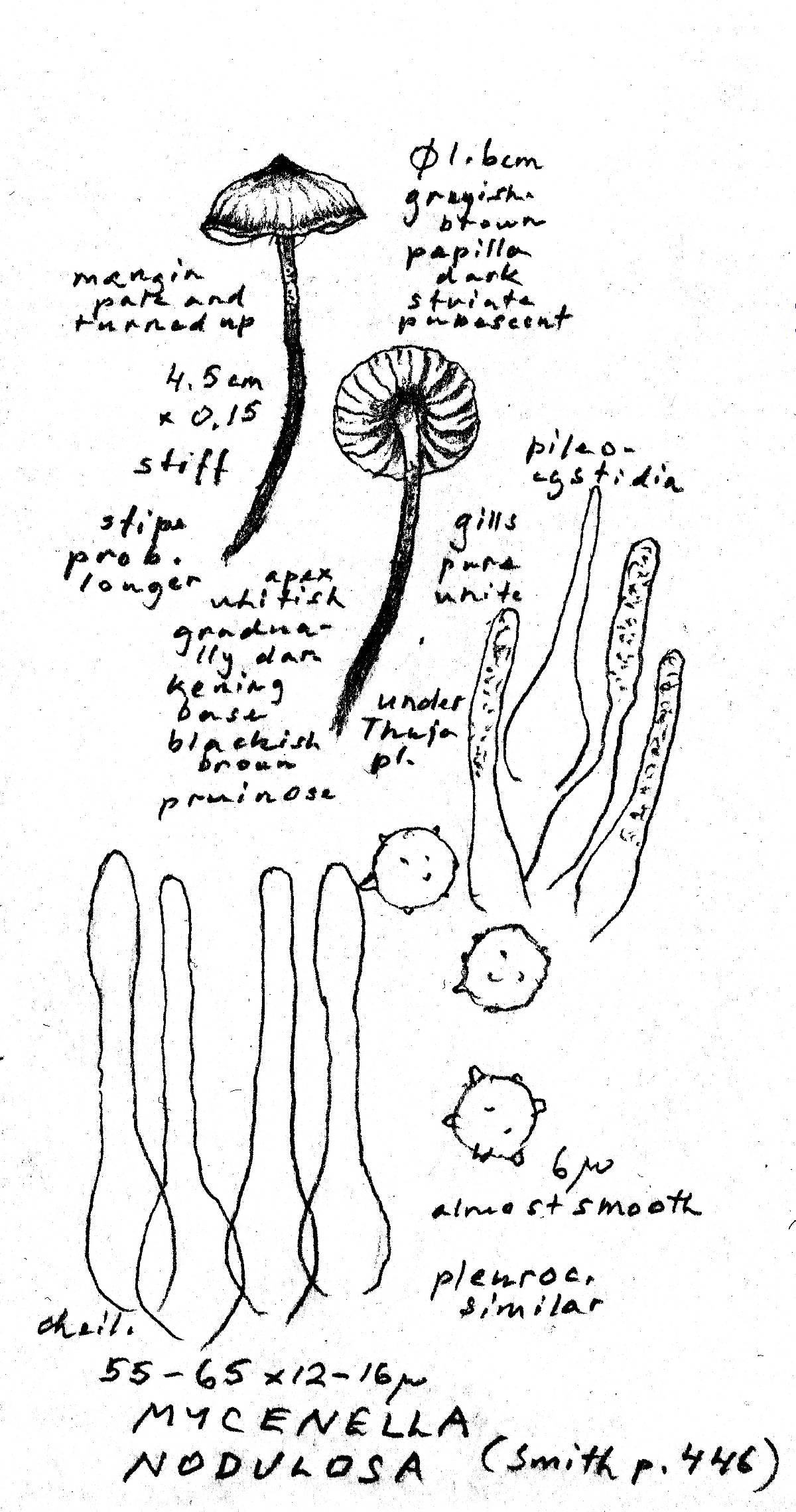 Mycena nodulosa image