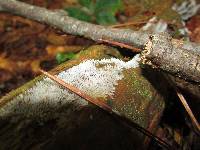 Ceratiomyxa fruticulosa var. fruticulosa image