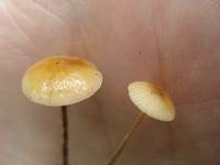 Rhizomarasmius pyrrhocephalus image