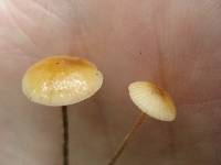 Rhizomarasmius pyrrhocephalus image