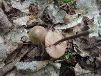 Entoloma conicum image