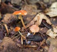 Marasmius sullivantii image