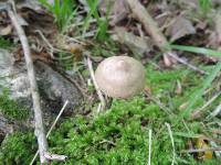 Entoloma conicum image