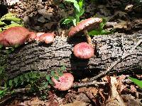 Pholiota polychroa image