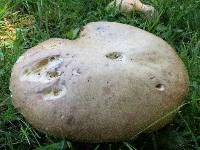 Boletus variipes image