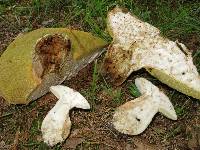 Boletus variipes image