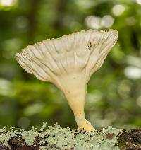 Cymatoderma caperatum image
