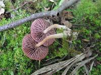 Laccaria amethystina image