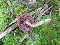 Laccaria amethystina image