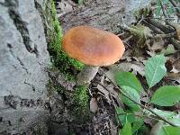 Leccinum insigne image