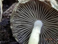 Psathyrella pseudovernalis image