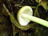 Amanita pseudocrocea image