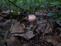 Russula betularum image