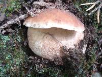 Boletus subcaerulescens image