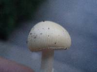 Amanita praecox image