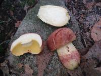 Boletus miniato-olivaceus image