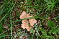 Clitocybe squamulosa image