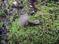 Helvella macropus image