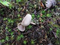 Helvella cupuliformis image