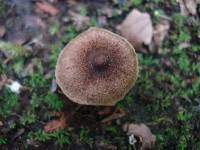 Inocybe lacera image