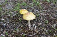 Amanita flavorubescens image