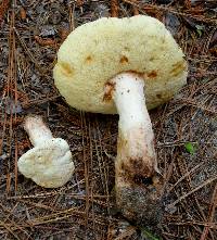 Gyroporus subalbellus image