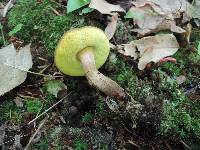 Boletellus chrysenteroides image