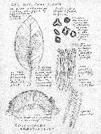 Coccomyces arbutifolius image