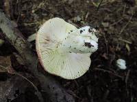 Russula fucosa image