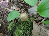 Entoloma conicum image