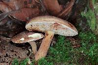 Tylopilus ferrugineus image