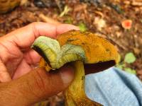 Boletus vermiculosoides image